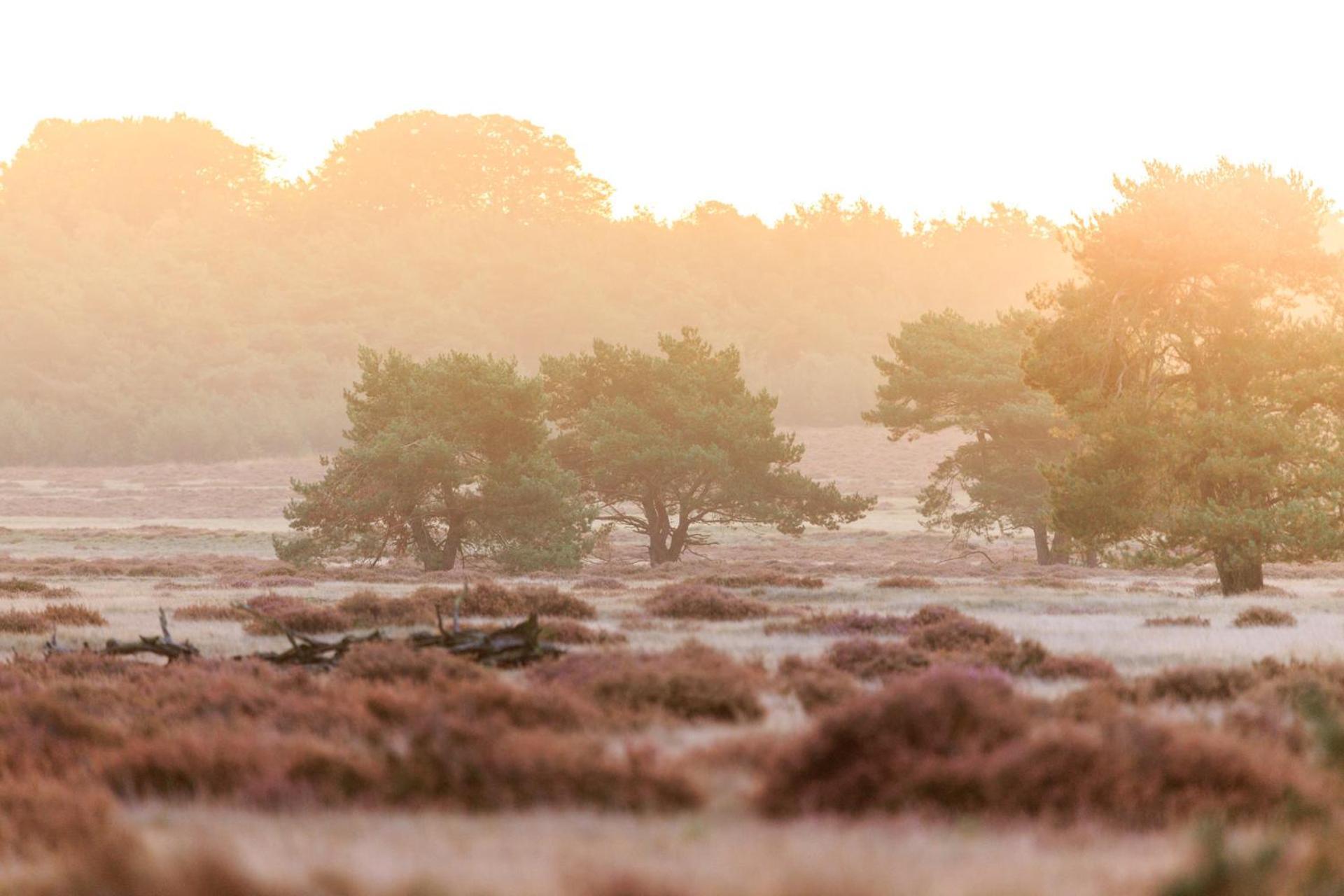 Top Luxe Chalet - Kindvriendelijk - Bos En Heide Harderwijk Zewnętrze zdjęcie
