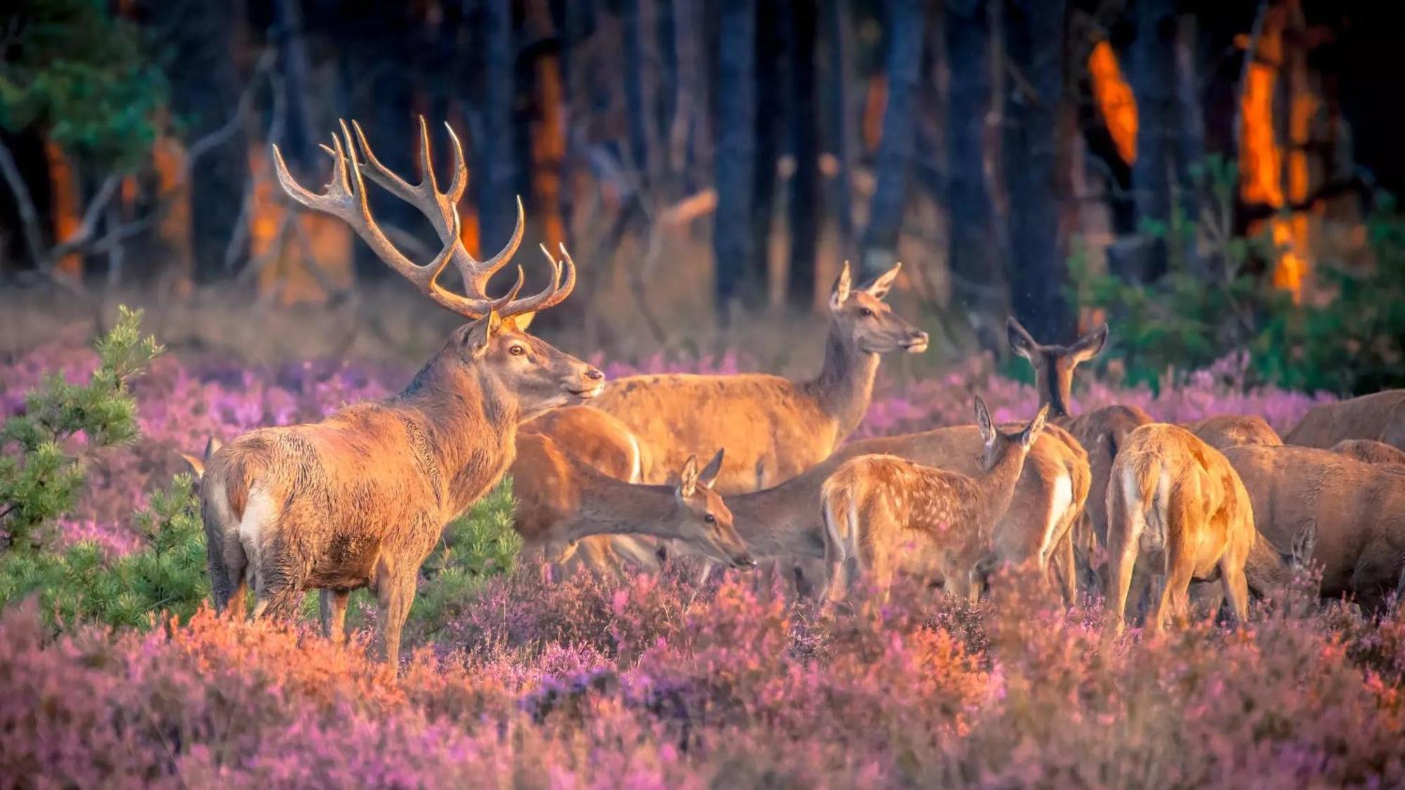 Top Luxe Chalet - Kindvriendelijk - Bos En Heide Harderwijk Zewnętrze zdjęcie